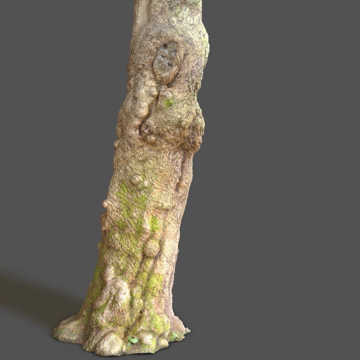 Realistic Tree Model Photorealistic 9 Low-poly 3D model_12