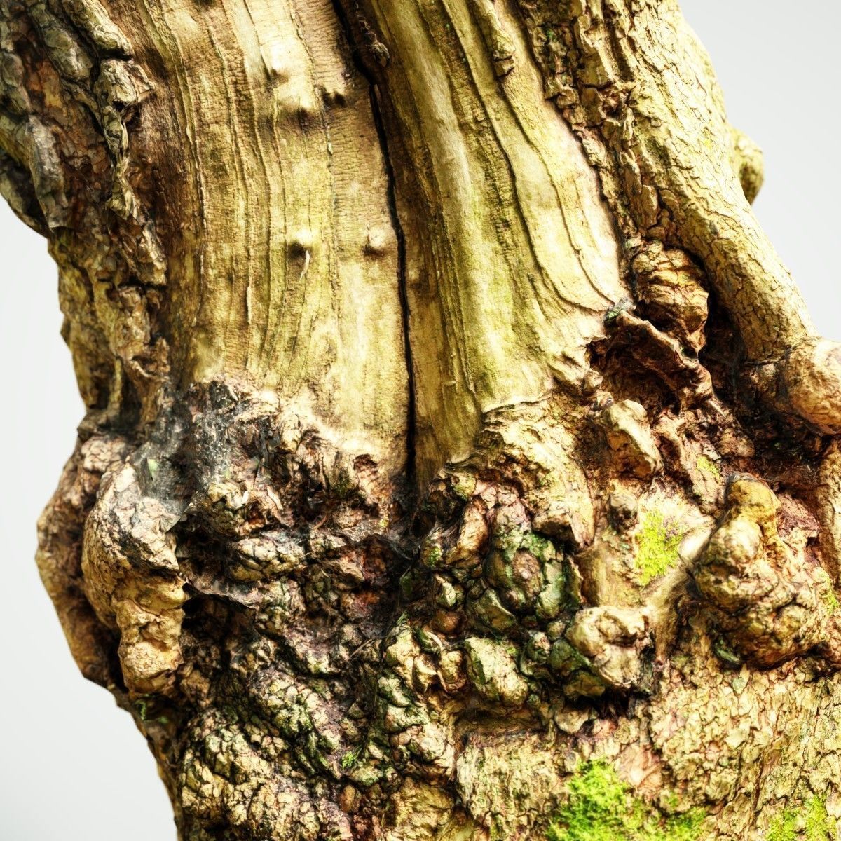 Realistic Tree Model Photorealistic 9 Low-poly 3D model_4