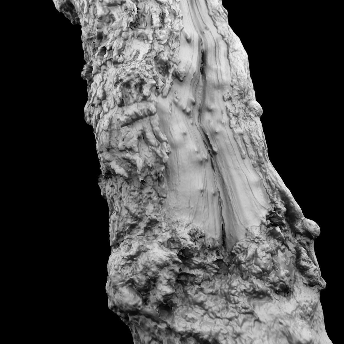 Realistic Tree Model Photorealistic 9 Low-poly 3D model_5