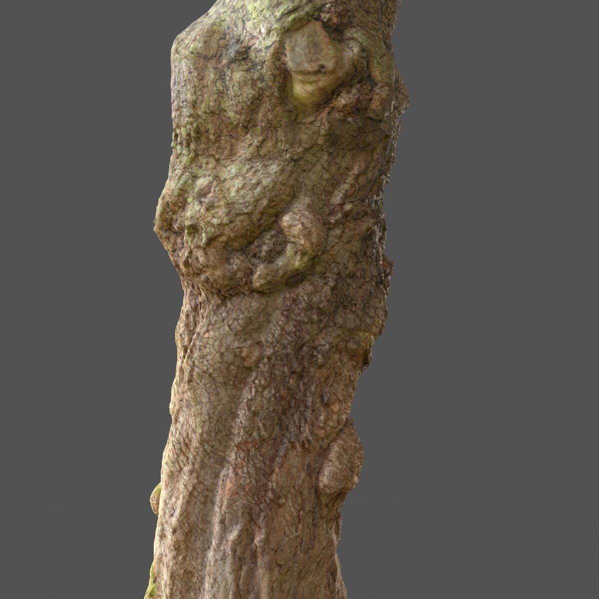 Realistic Tree Model Photorealistic 9 Low-poly 3D model_11