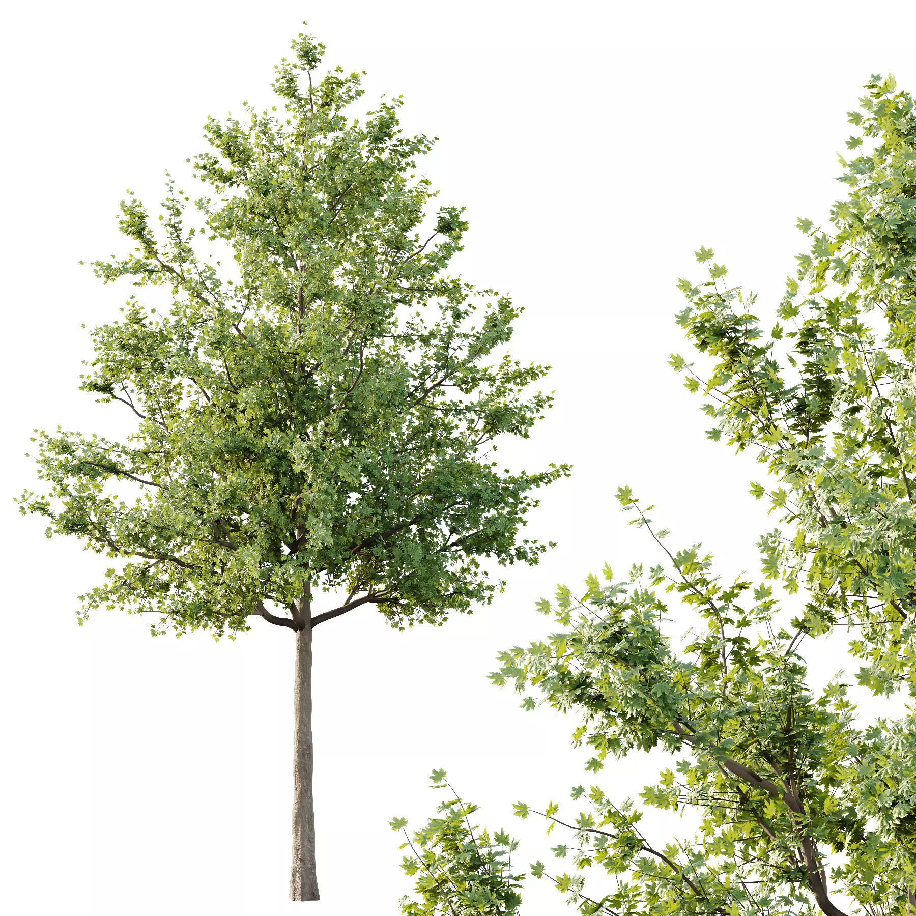 Excellent collection of Tree plants 130Different Models 0011 _8