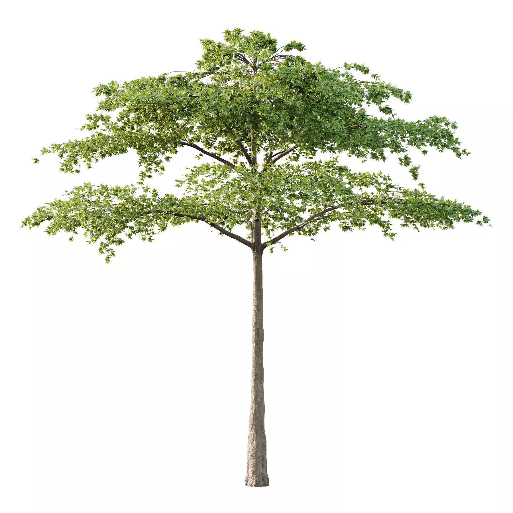 Excellent collection of Tree plants 130Different Models 0011 _9