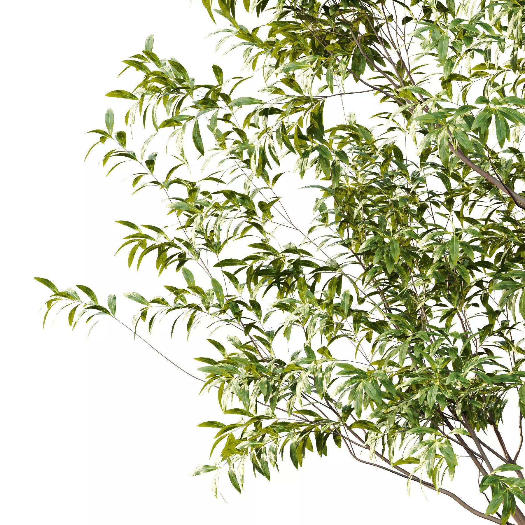 Excellent collection of Tree plants 130Different Models 0011 _15