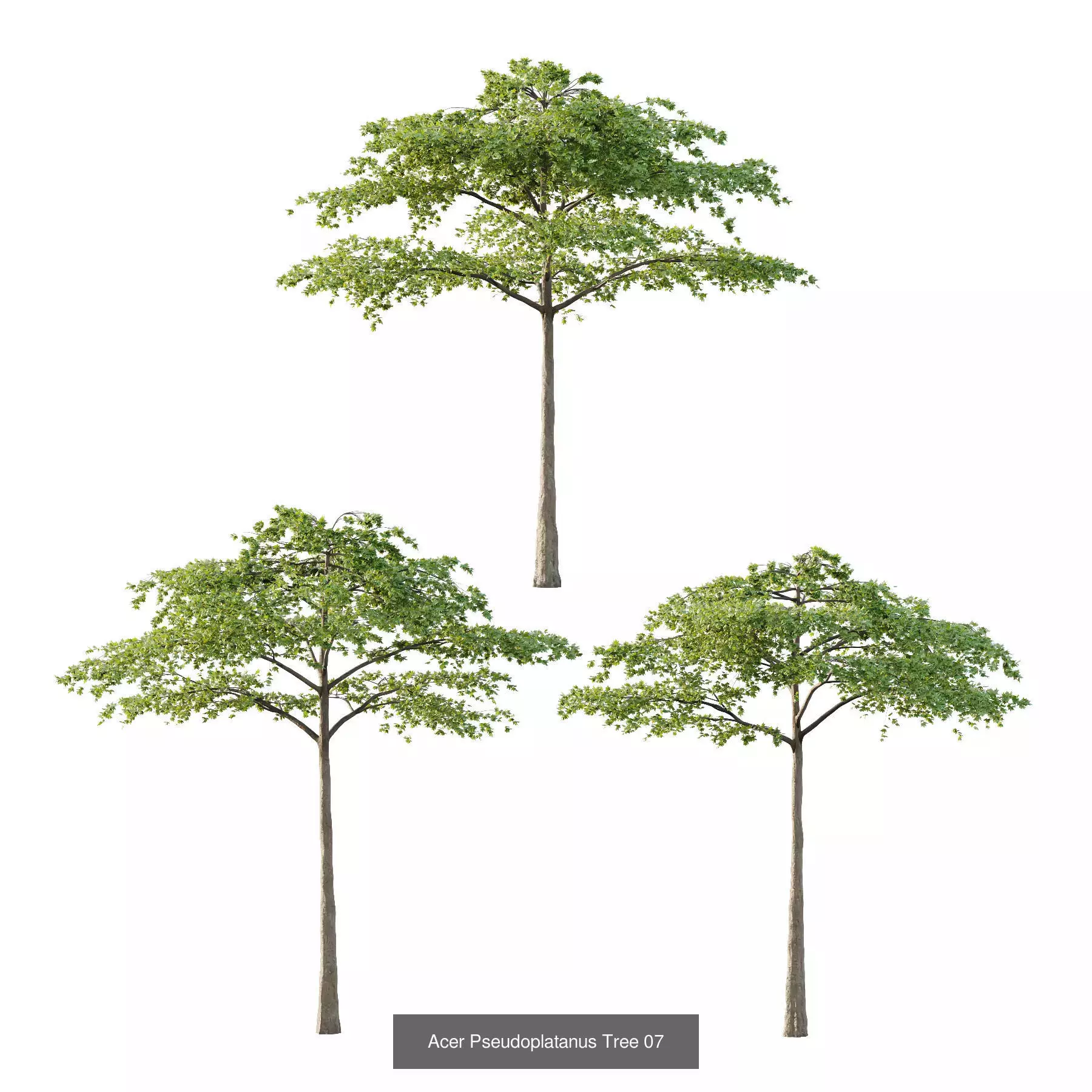 Excellent collection of Tree plants 130Different Models 0011 _6