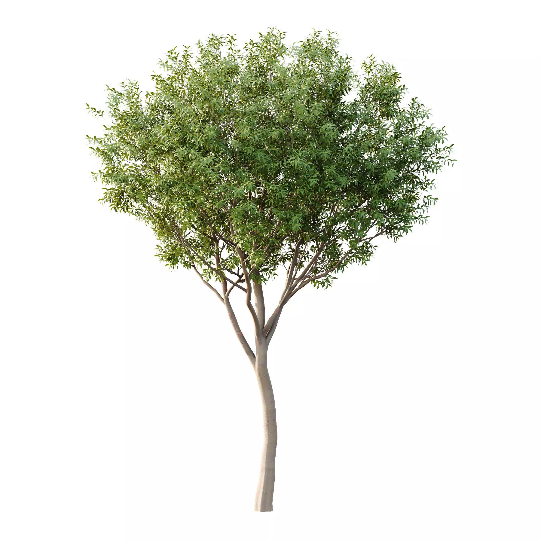 Excellent collection of Tree plants 130Different Models 0011 _14