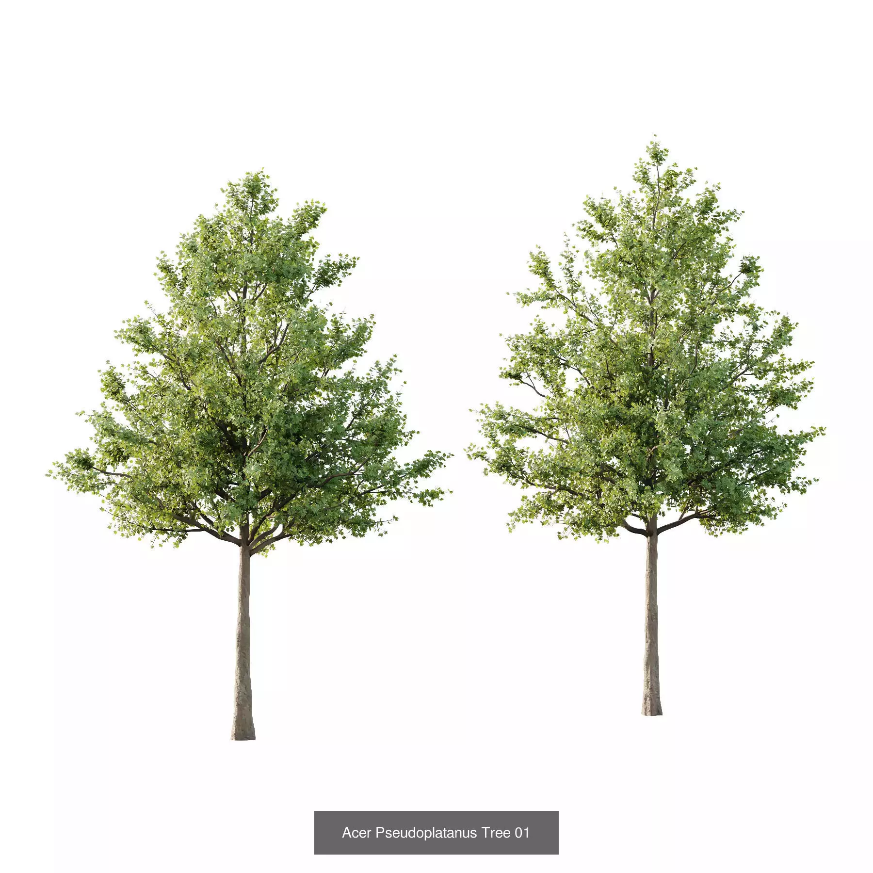 Excellent collection of Tree plants 130Different Models 0011 _5