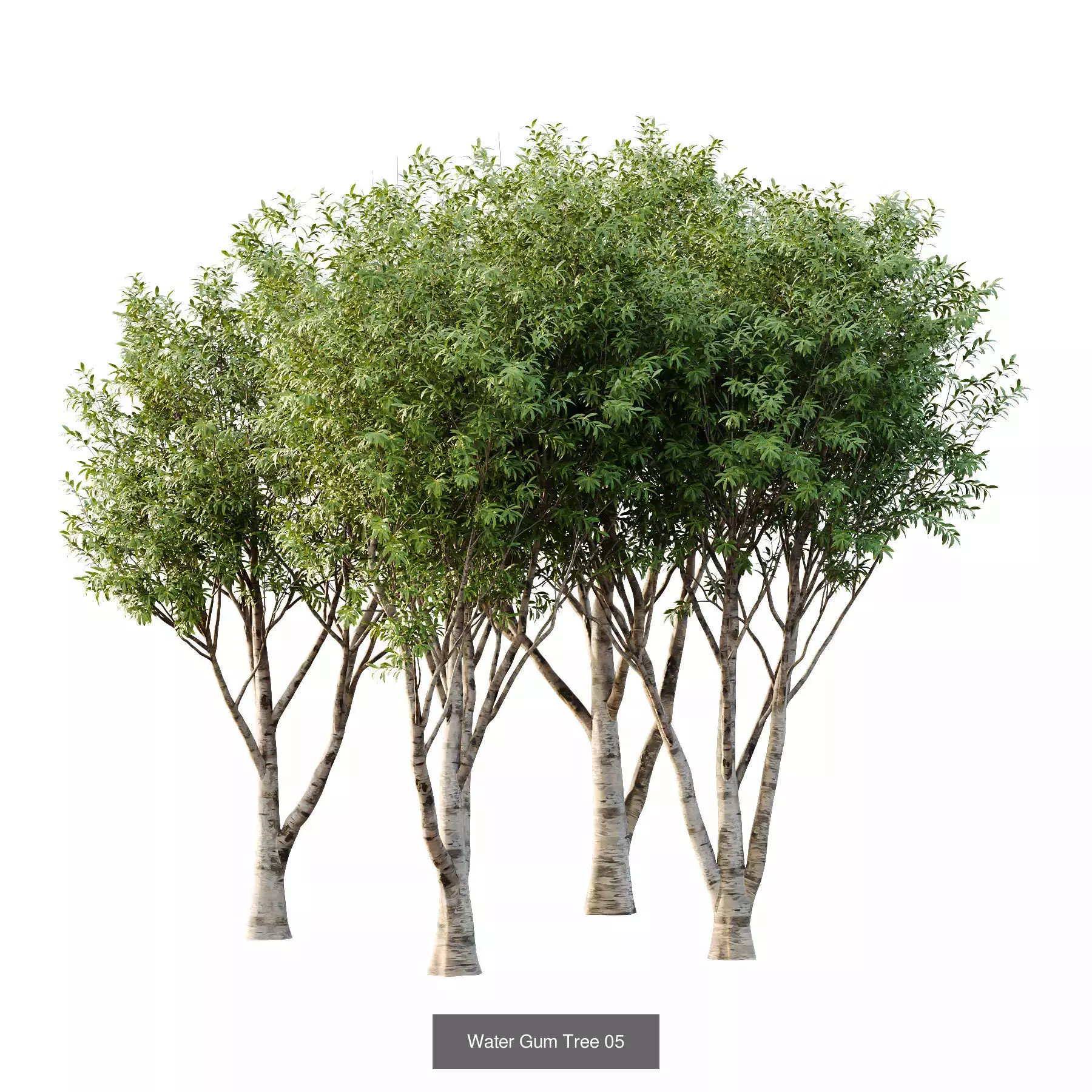 Excellent collection of Tree plants 130Different Models 0011 _2