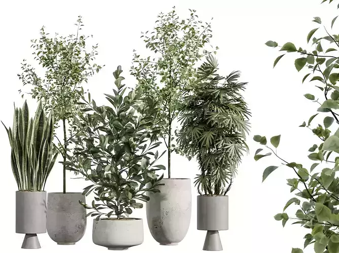 AV Indoor Plants Set 381 Palm Sansevieria Ficus Olive Eucalyptus