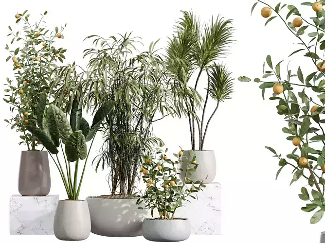 AV Indoor Plants Set 382 Orange Yucca Japandi Cunjevoi