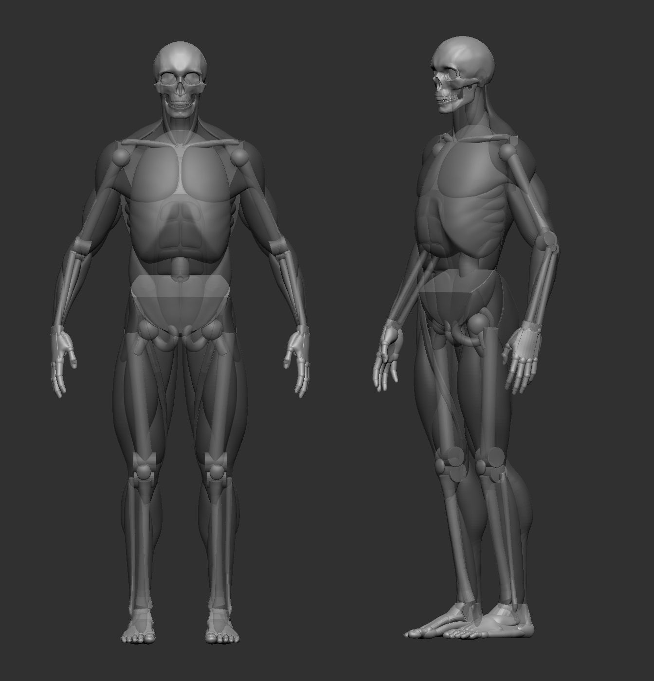 Musculature simplified 3D print model_5