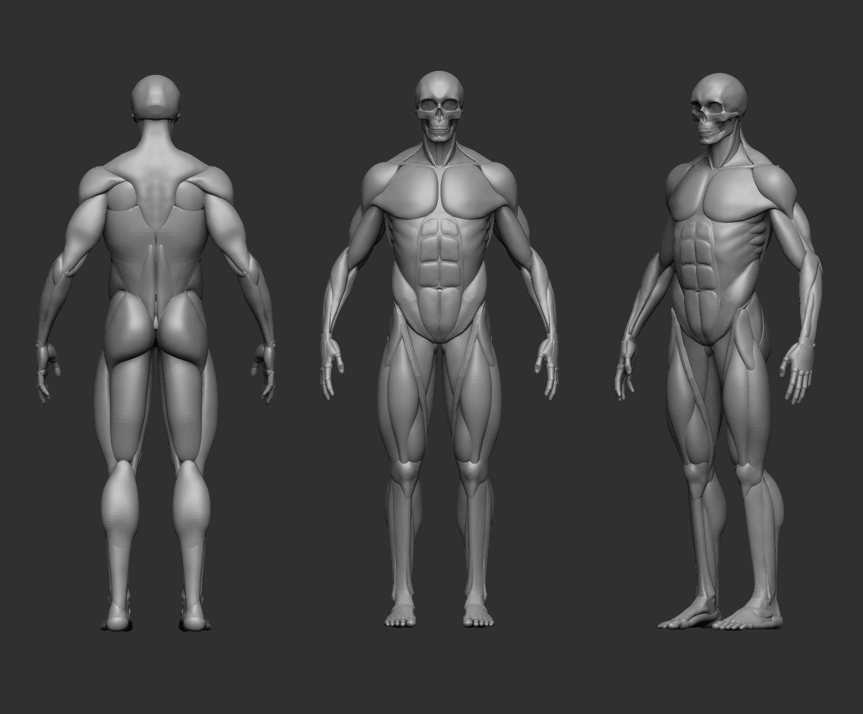 Musculature simplified 3D print model_4