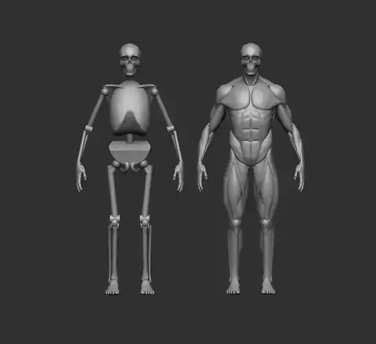 Musculature simplified 3D print model