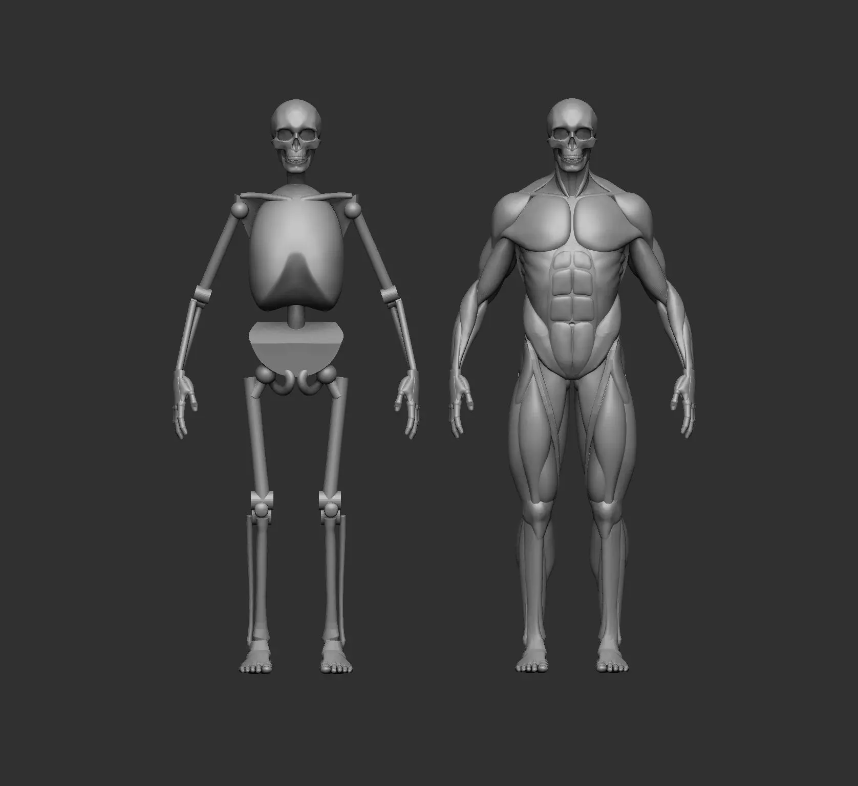 Musculature simplified 3D print model_0