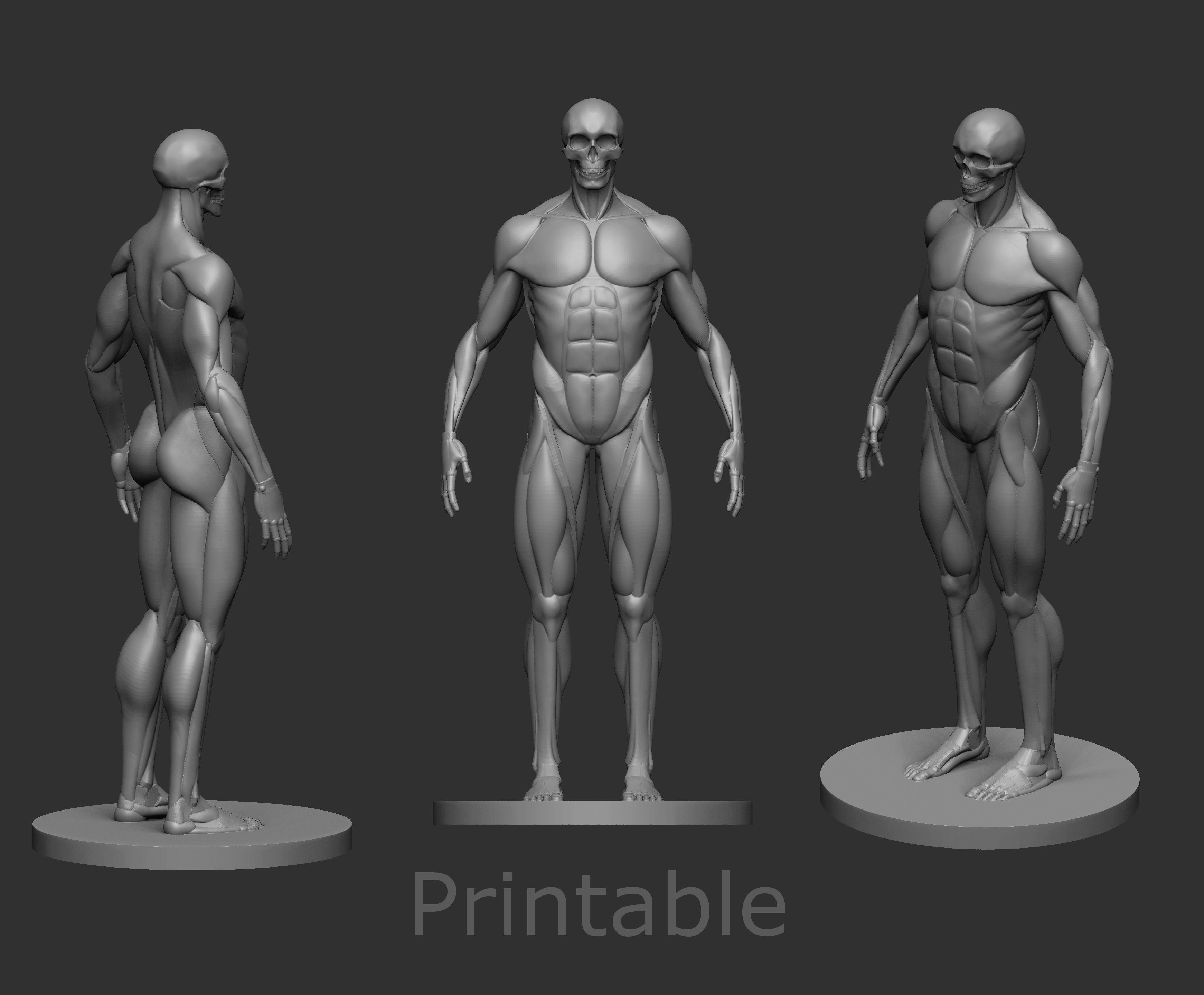 Musculature simplified 3D print model_6