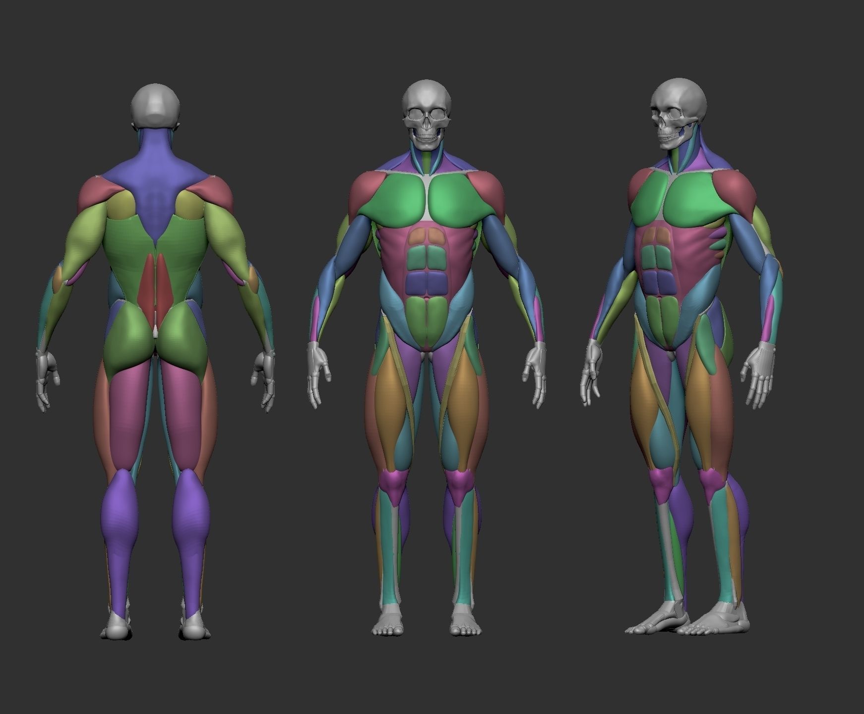 Musculature simplified 3D print model_3