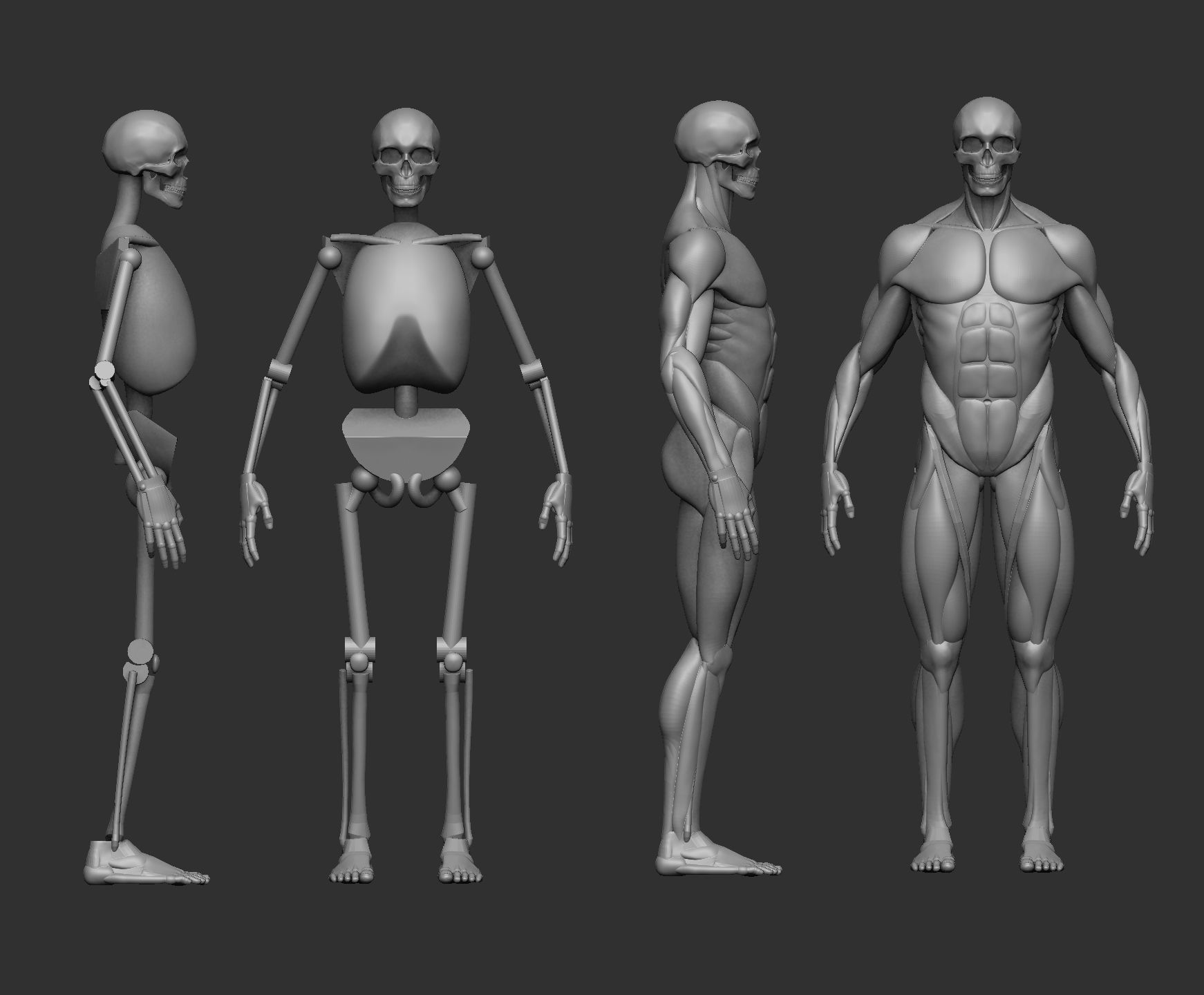 Musculature simplified 3D print model_1