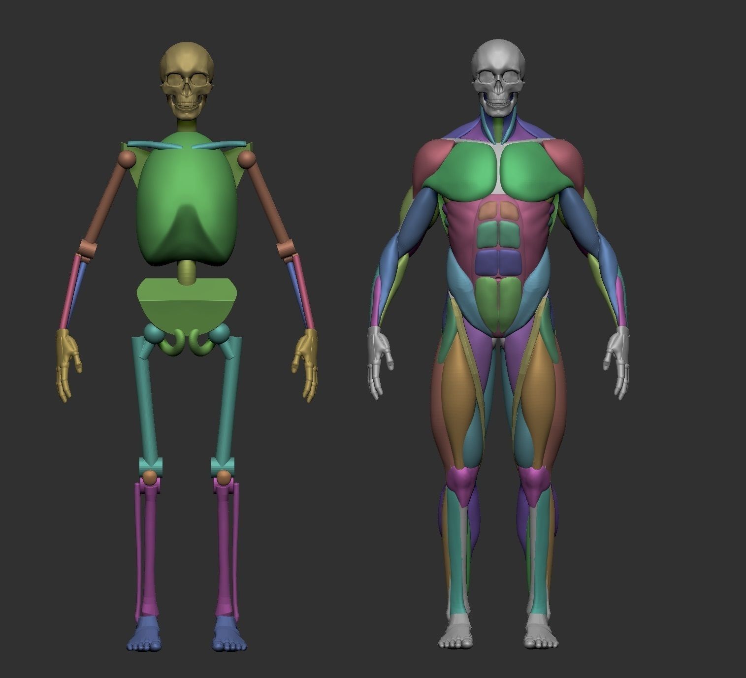 Musculature simplified 3D print model_2