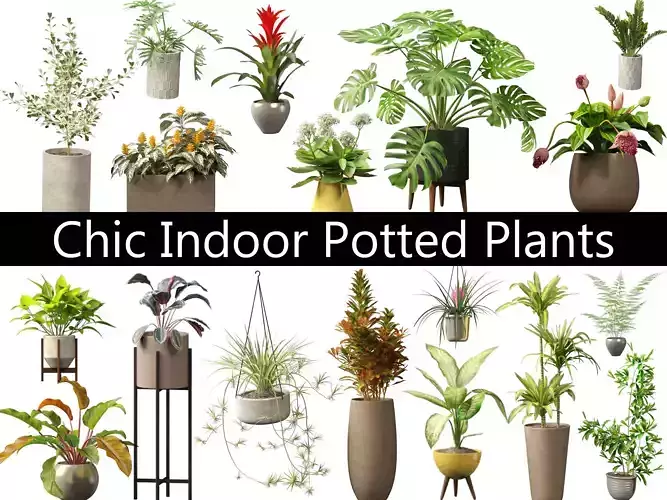 Chic Indoor Potted Plants Pack 27