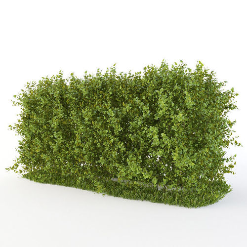 Hedge of  bushes 3D model