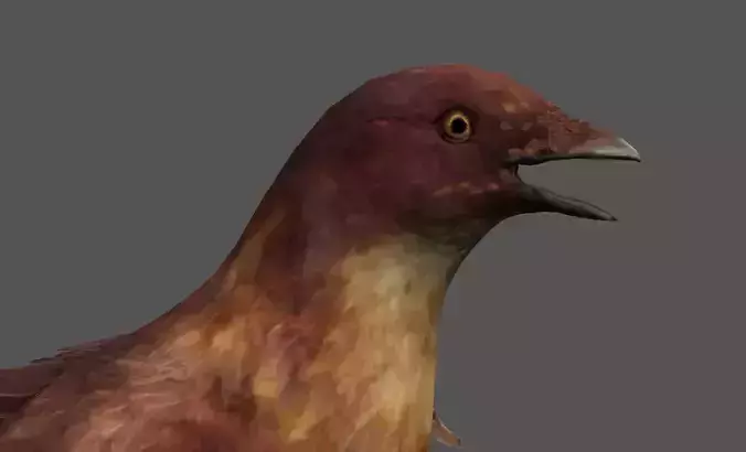 Detailed Bird Low-poly 3D model
