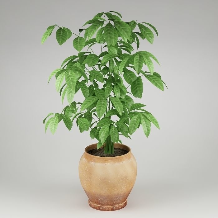 Plant 07 3D model_3