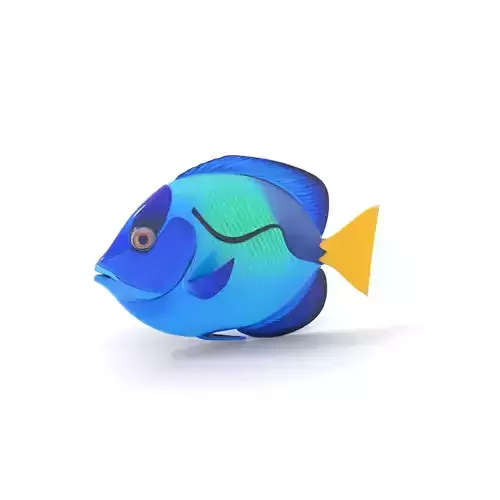 Blue Tang Fish model pack Low-poly 3D model