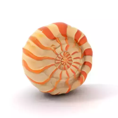 Spiral Tangerine Seashell model pack Low-poly 3D model