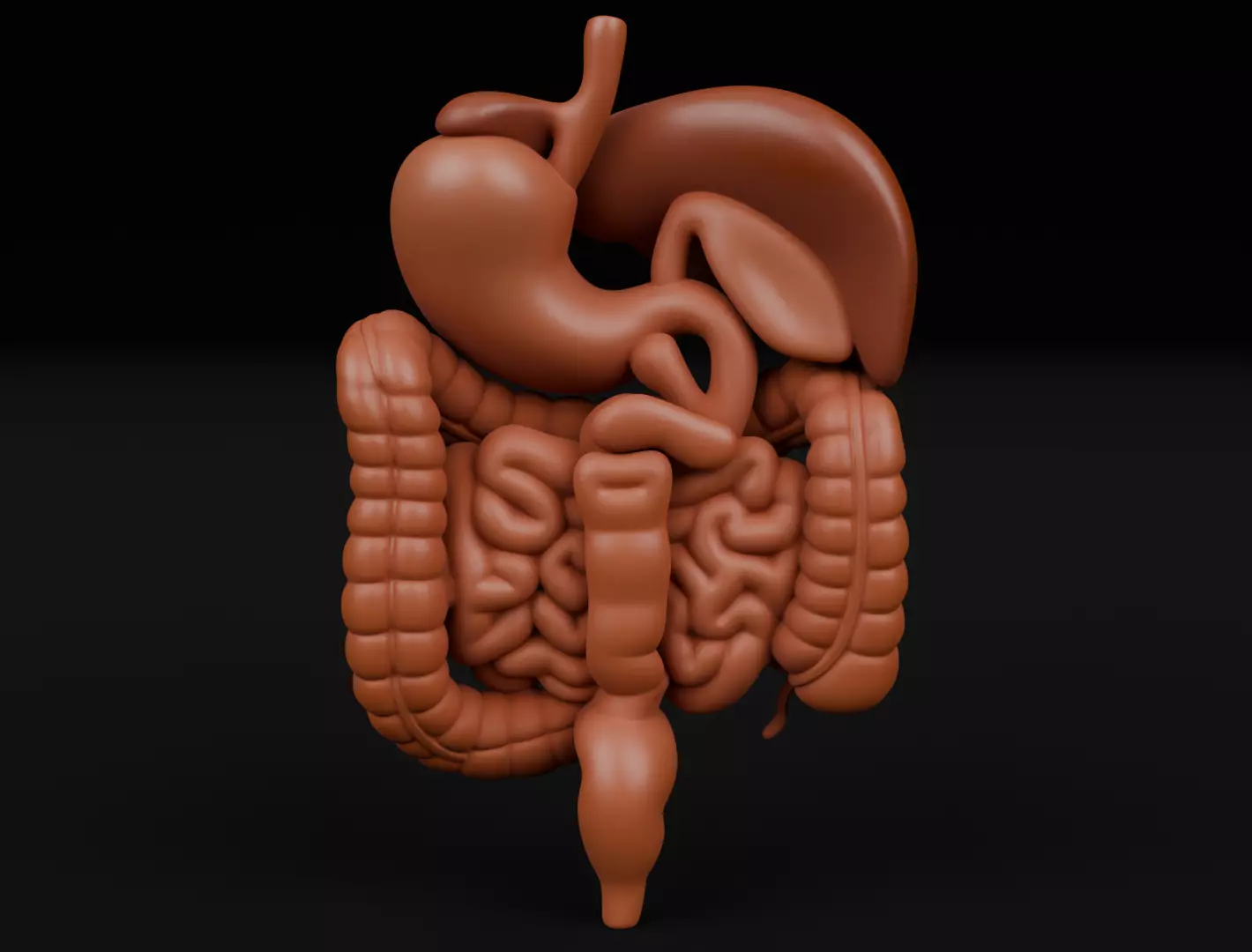 Human Digestive System 3D Printing Anatomical Structure 3D print model_5