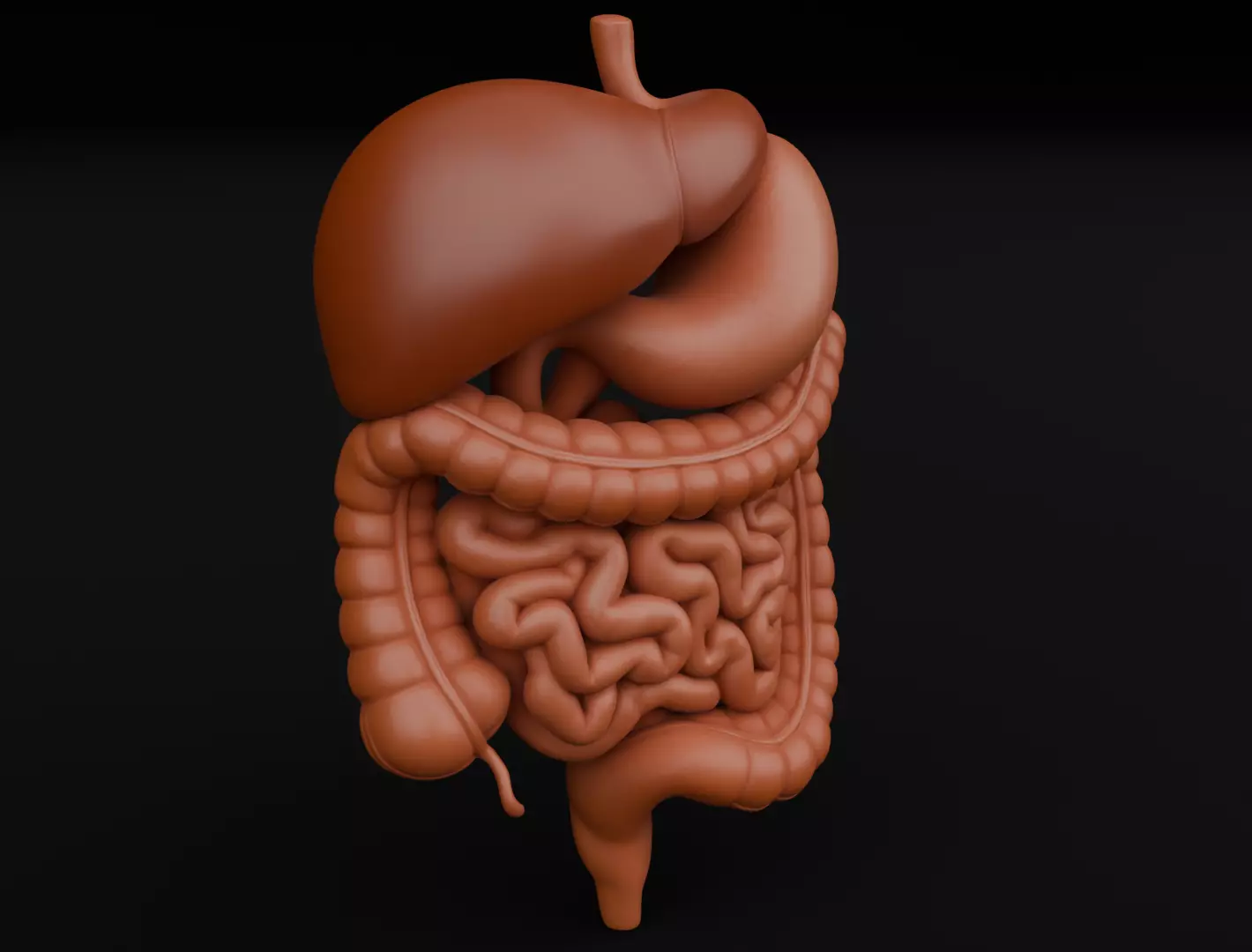 Human Digestive System 3D Printing Anatomical Structure 3D print model_0