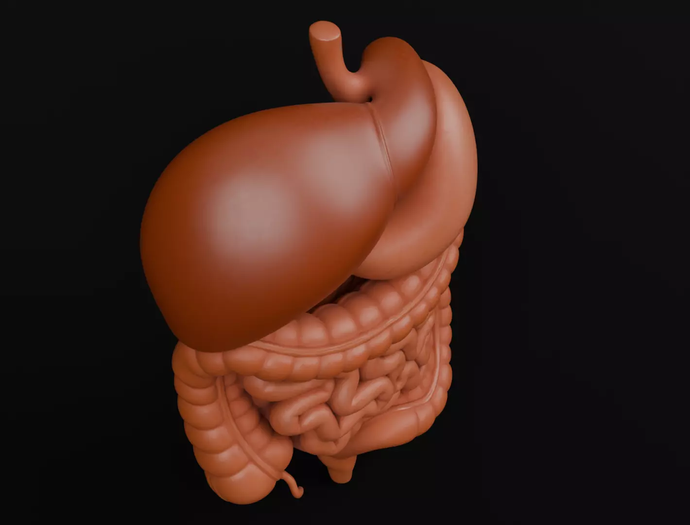 Human Digestive System 3D Printing Anatomical Structure 3D print model_7