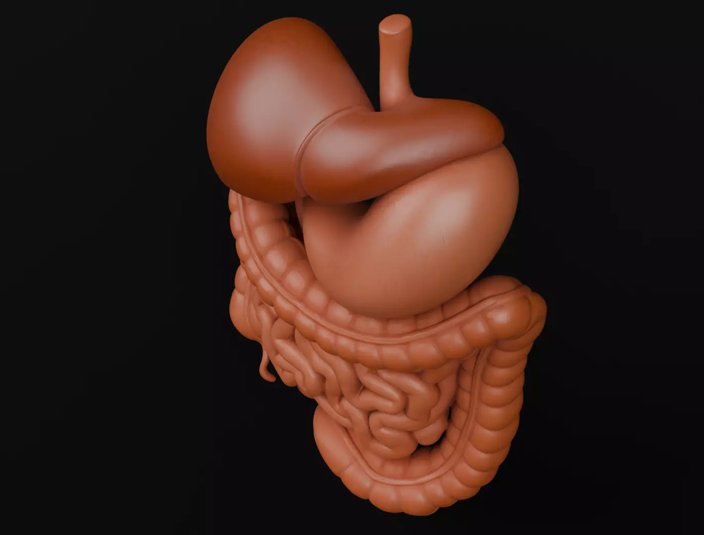 Human Digestive System 3D Printing Anatomical Structure 3D print model_8