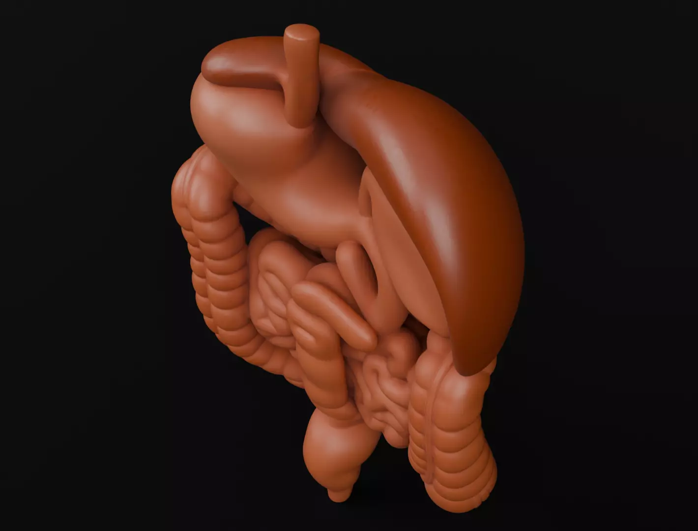 Human Digestive System 3D Printing Anatomical Structure 3D print model_6