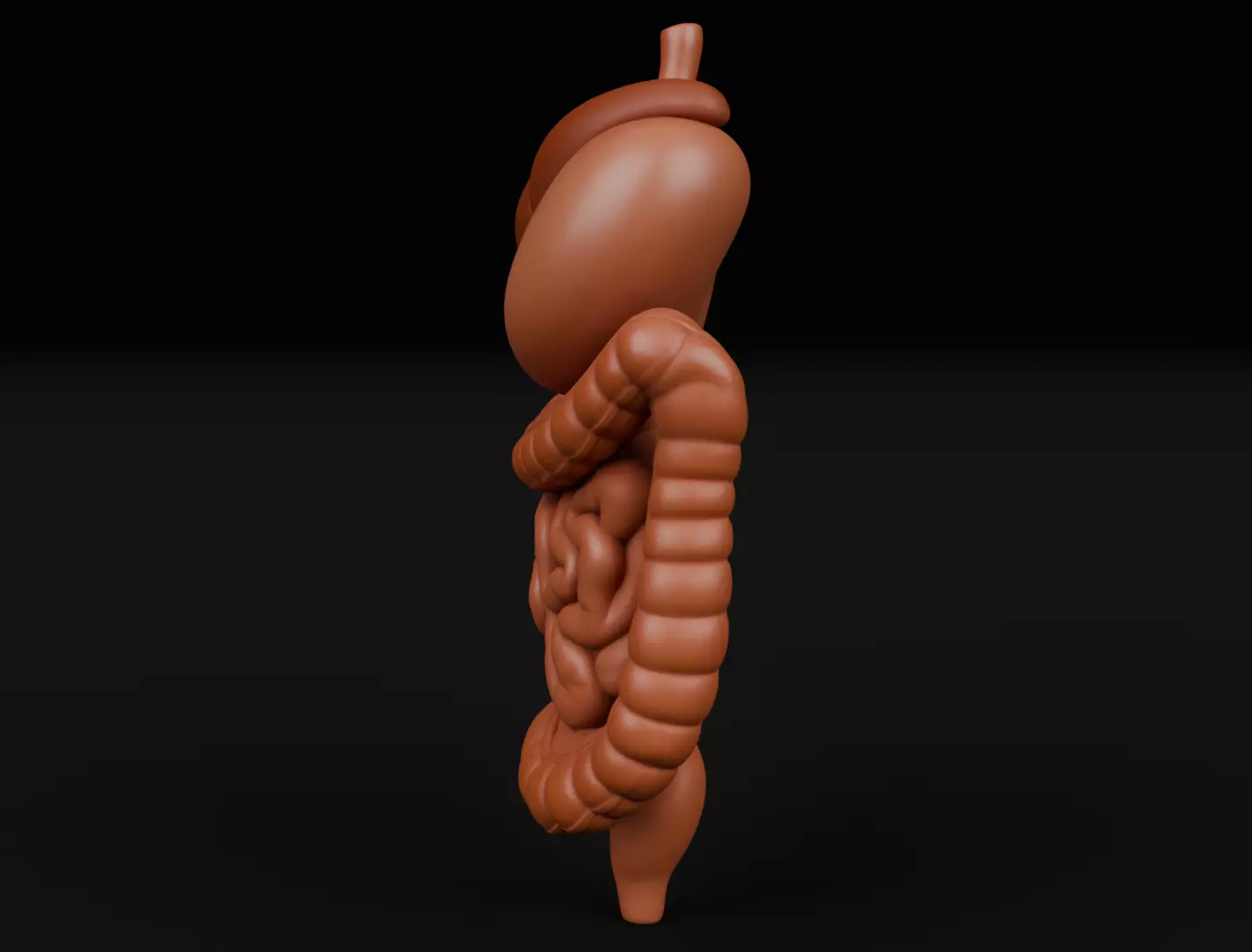 Human Digestive System 3D Printing Anatomical Structure 3D print model_4