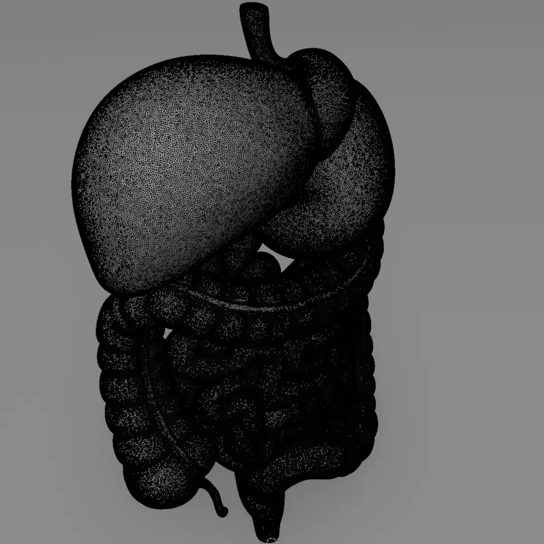 Human Digestive System 3D Printing Anatomical Structure 3D print model_10