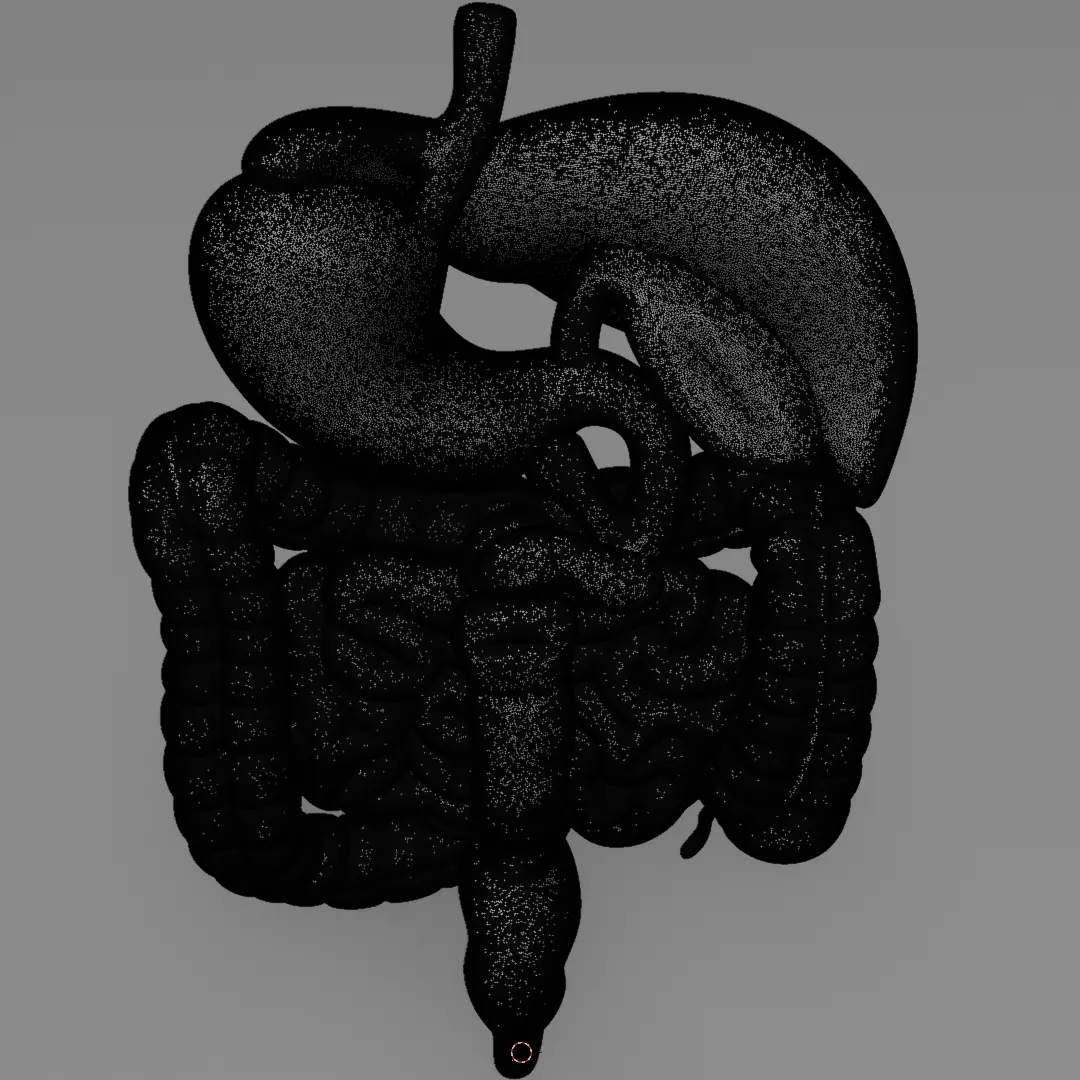 Human Digestive System 3D Printing Anatomical Structure 3D print model_15