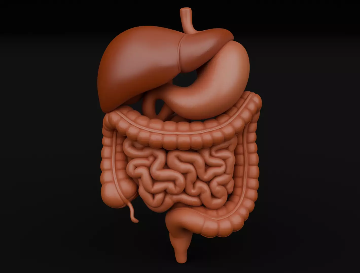 Human Digestive System 3D Printing Anatomical Structure 3D print model_1