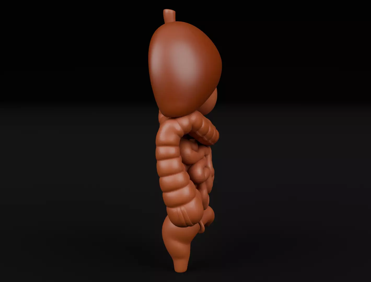 Human Digestive System 3D Printing Anatomical Structure 3D print model_3