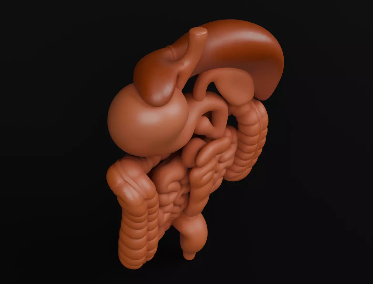 Human Digestive System 3D Printing Anatomical Structure 3D print model_9