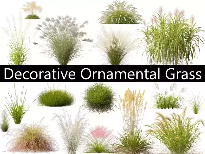 Decorative Ornamental Grasses Pack 29