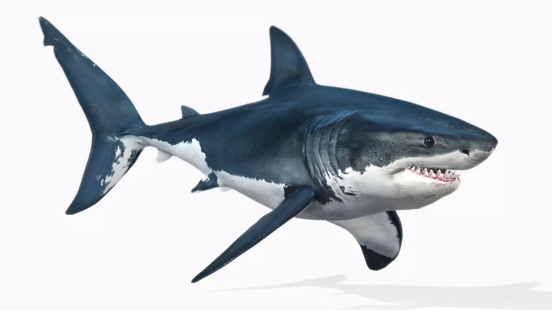 Great White Shark Low-poly 3D model_0
