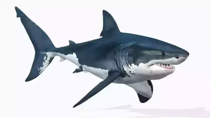 Great White Shark