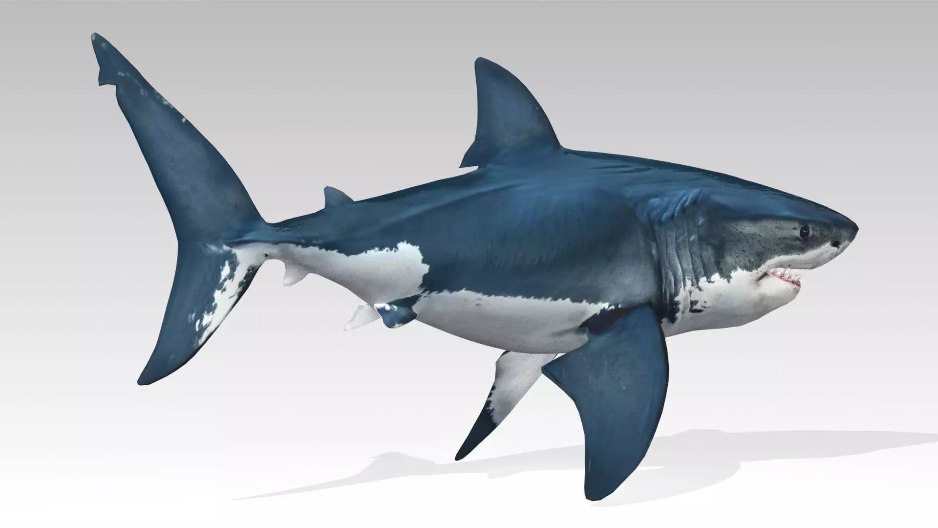Great White Shark Low-poly 3D model_4