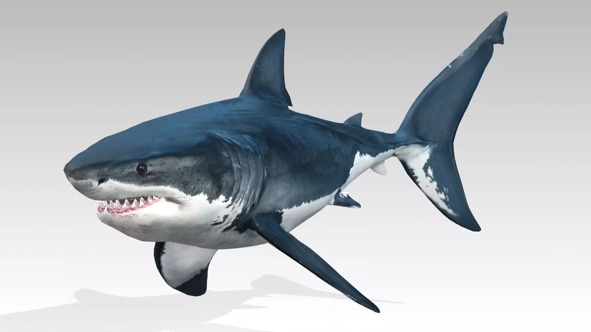 Great White Shark Low-poly 3D model_5