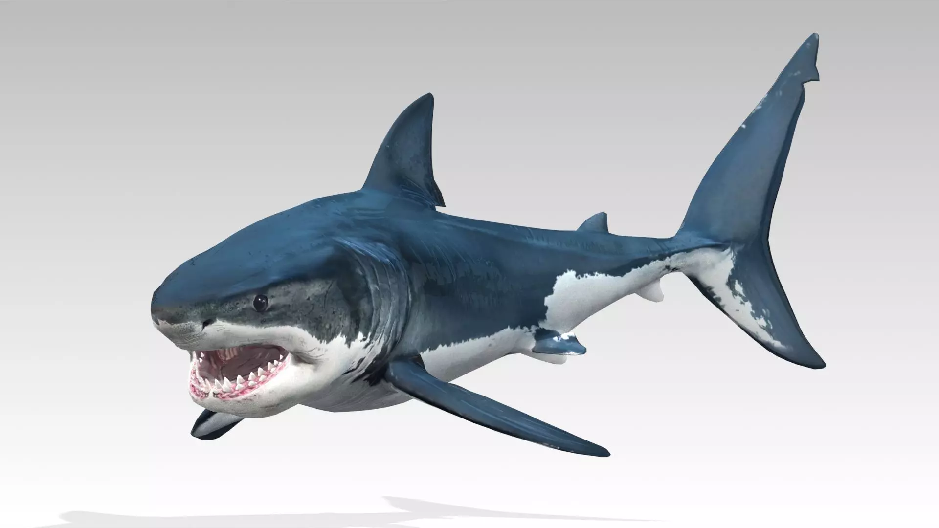 Great White Shark Low-poly 3D model_2