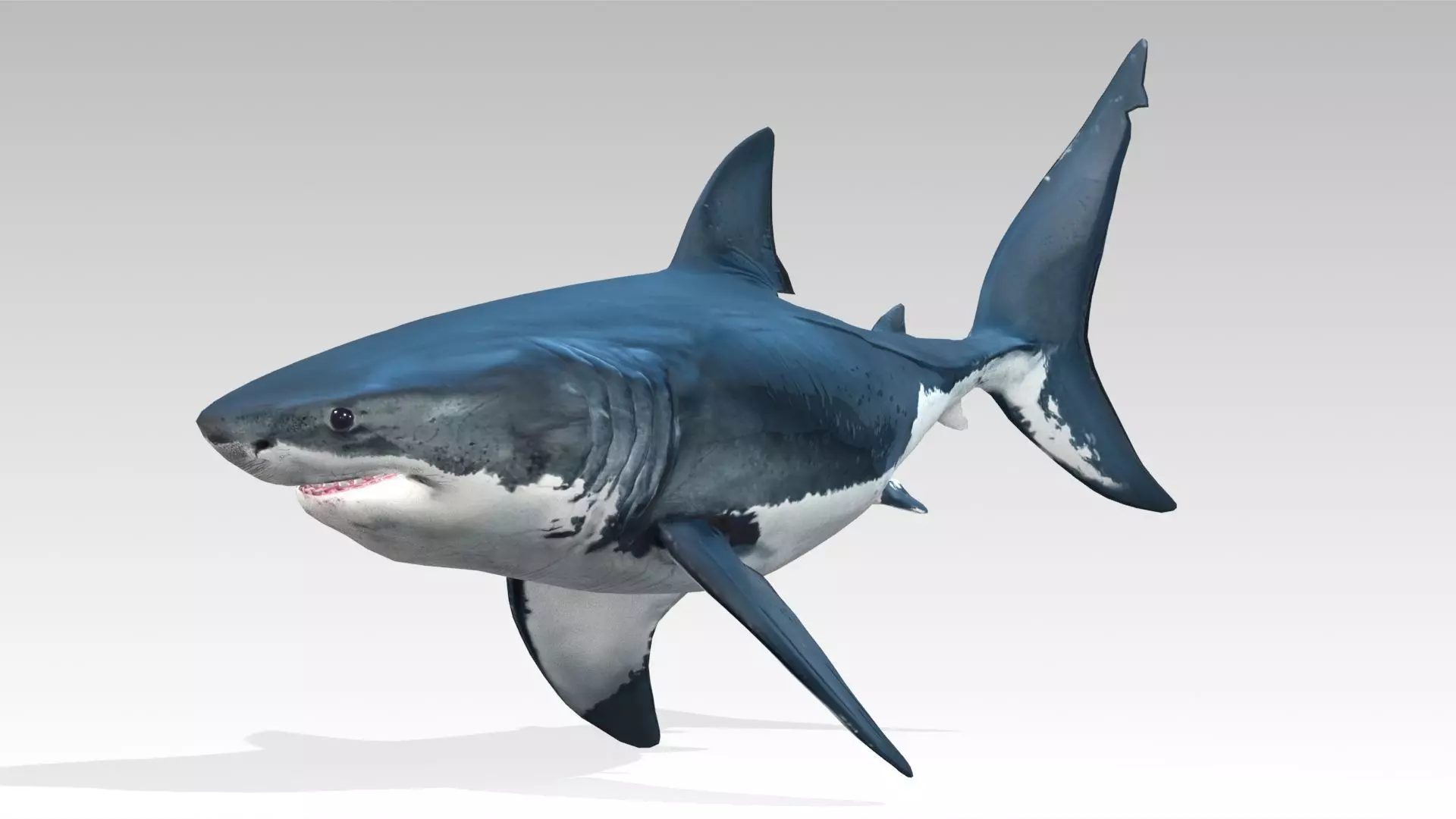 Great White Shark Low-poly 3D model_3
