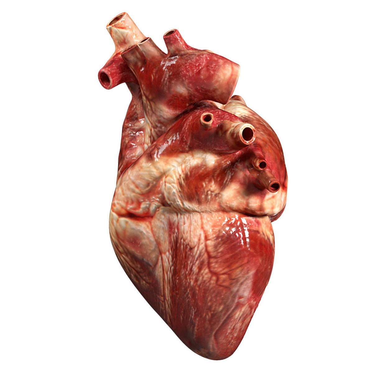 Accurate human heart 3D model_1