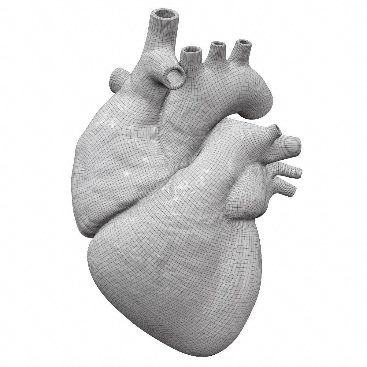 Accurate human heart 3D model_6