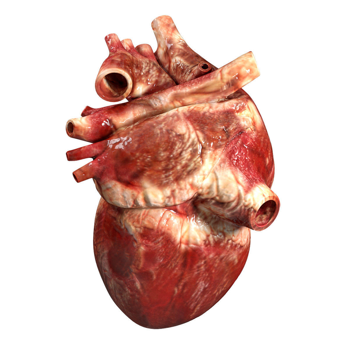 Accurate human heart 3D model_2