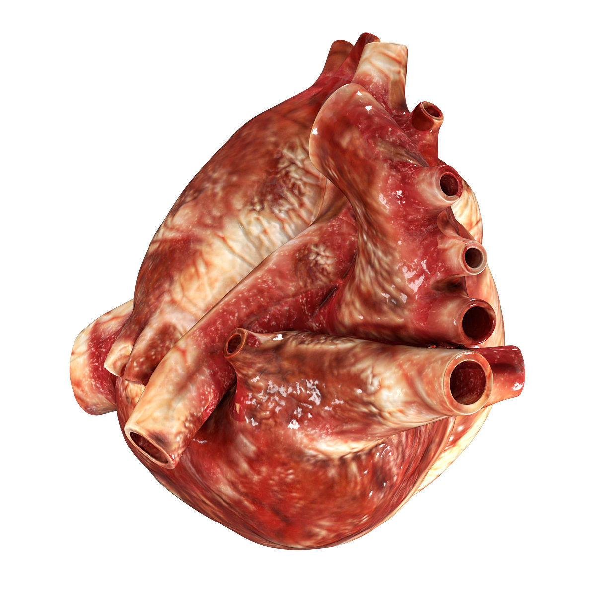 Accurate human heart 3D model_4