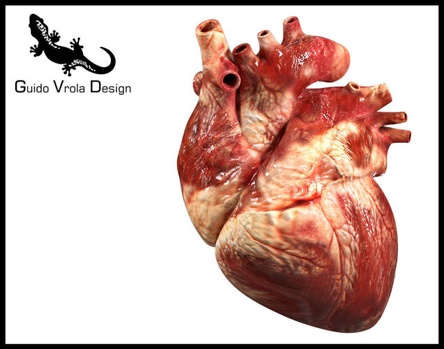 Accurate human heart 3D model